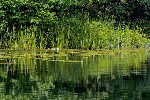 Прибрежно водная растительность реки Кубань