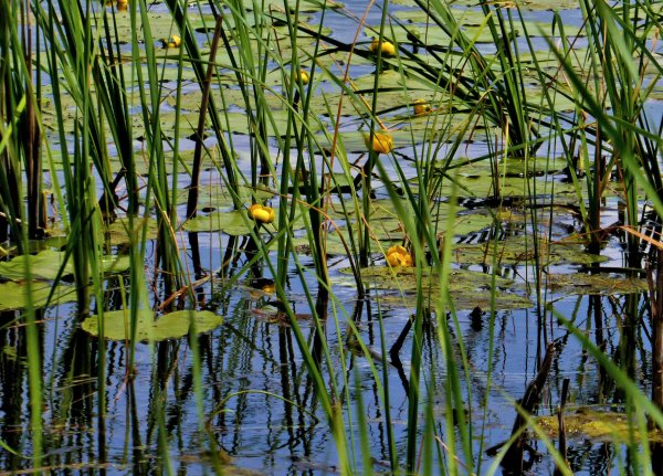 Кубышка кувшинка стрелолист