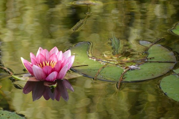 Болотная кувшинка Лилия-Лиана
