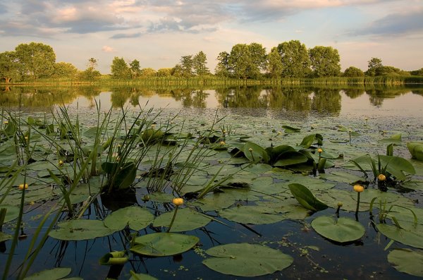 Икорец река Воронежская кувшинки