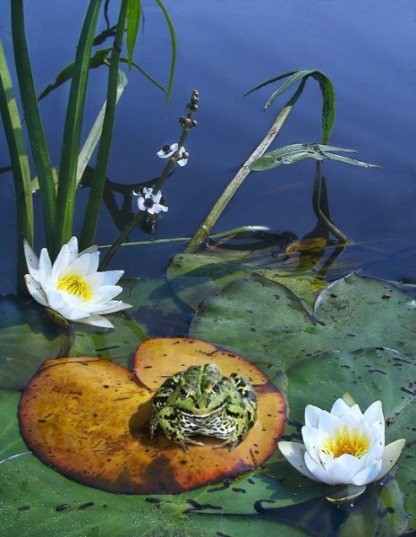 Болото с кувшинками и лягушками