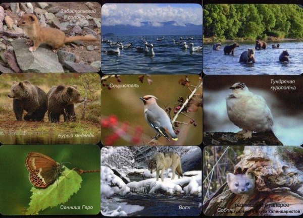 Байкальский заповедник Флора и фауна