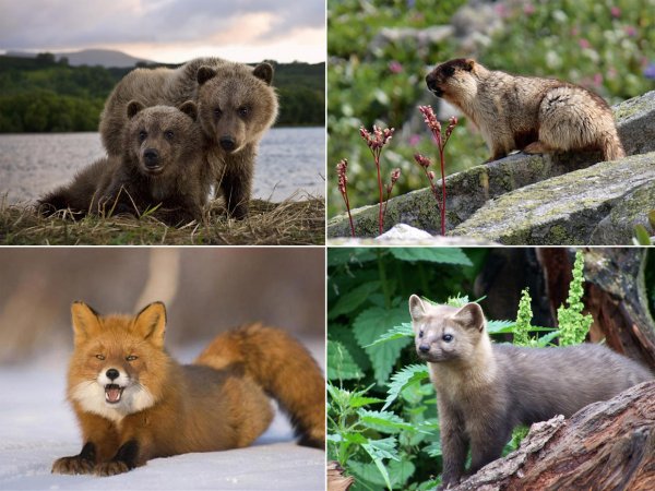 Флора и фауна озера Байкал