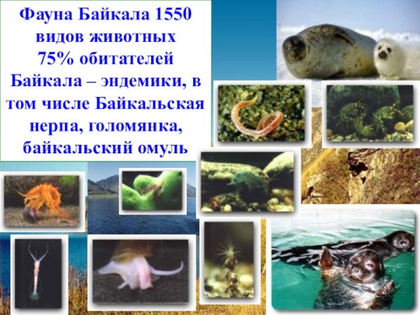 Обитатели озера Байкал