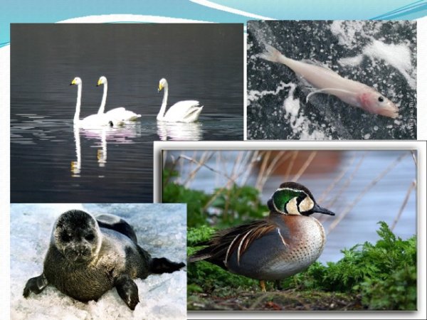 Обитатели озера Байкал