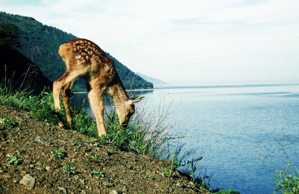Озеро Байкал фауна