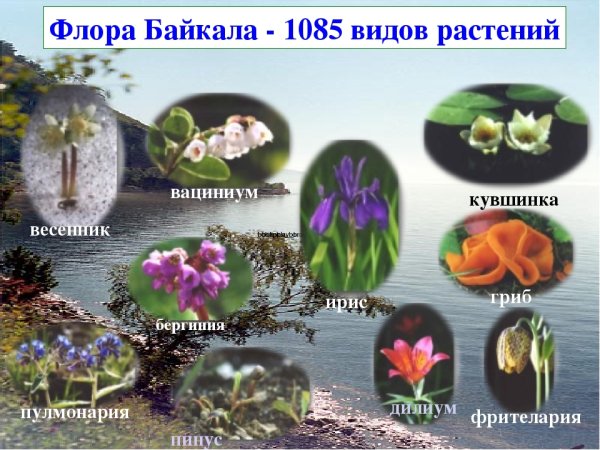 Байкал животные и растения