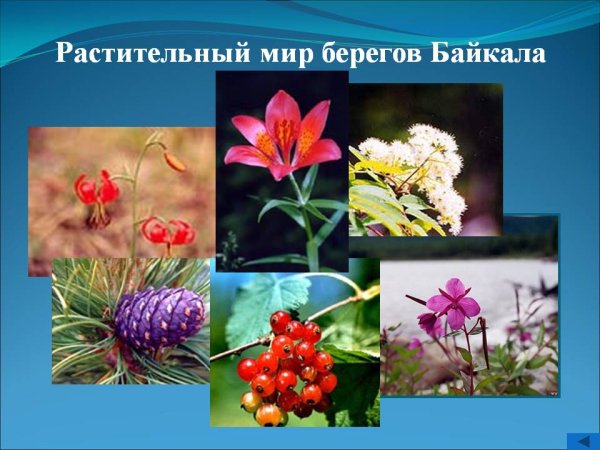 Байкал животные и растения