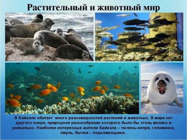 Озеро Байкал растительный и животный мир