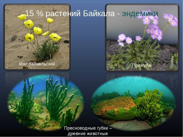 Эндемики Байкала растения