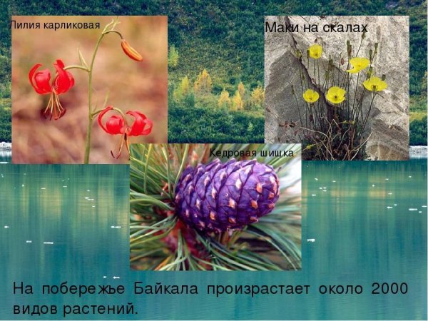 Растительный мир Прибайкалья