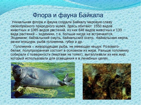 Флора и фауна Байкала