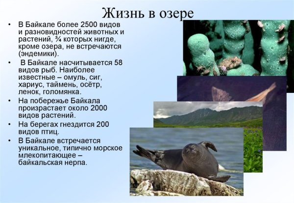 Озеро Байкал животные эндемики