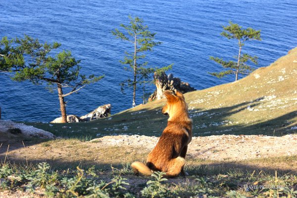 Ольхон Байкал животные