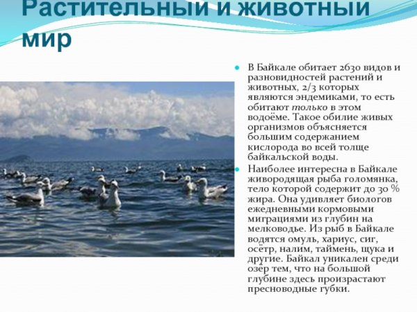 Озеро Байкал животные и растения
