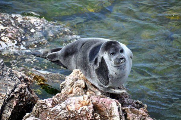 Кольчатая Нерпа Белек