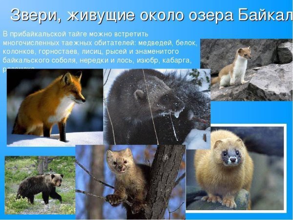 Животные живущие на Байкале