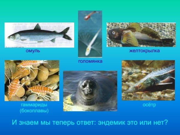 Эндемики озера Байкал