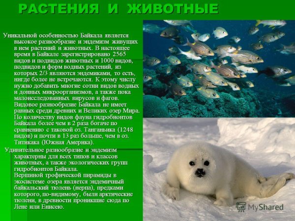 Байкал животные и растения
