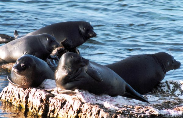 Нерпа Охотское море