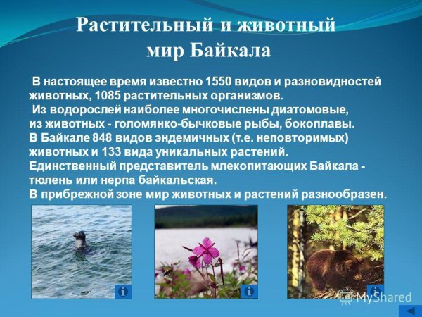Растительность и животный мир Байкала