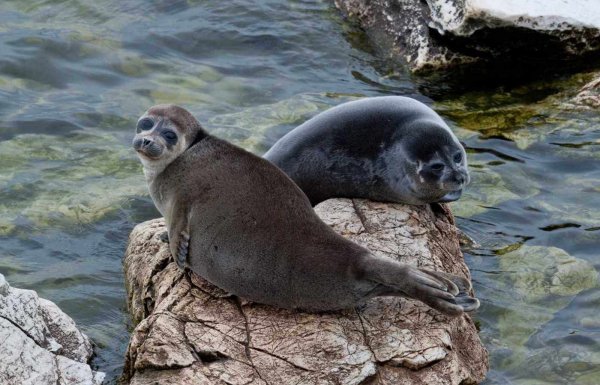 Озеро Байкал Нерпа Байкальская