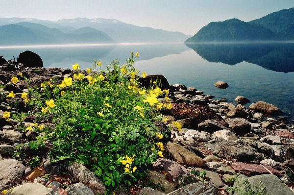 Флора Телецкого озера