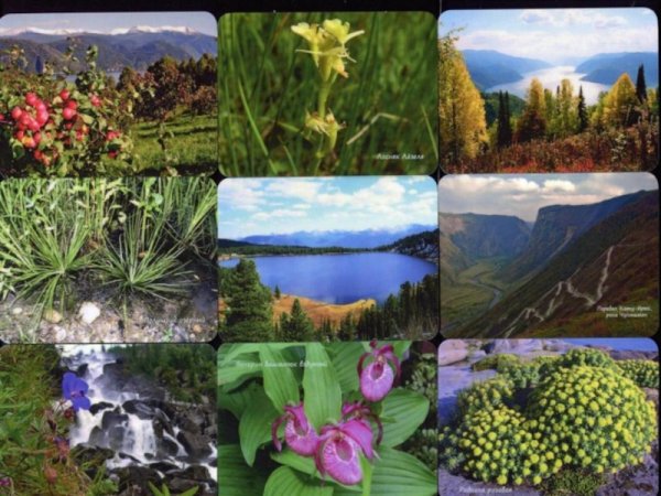 Байкальский заповедник растительный мир