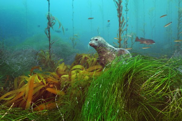 Подводный мир белого моря