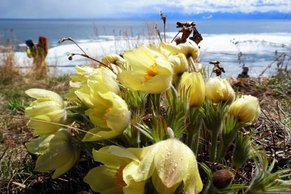 Флора Байкала эндемики