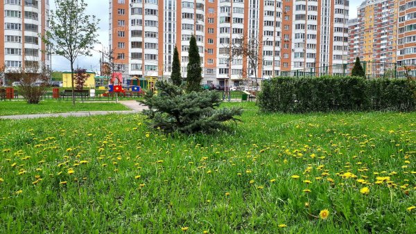 Парк Мещерино Солнцево