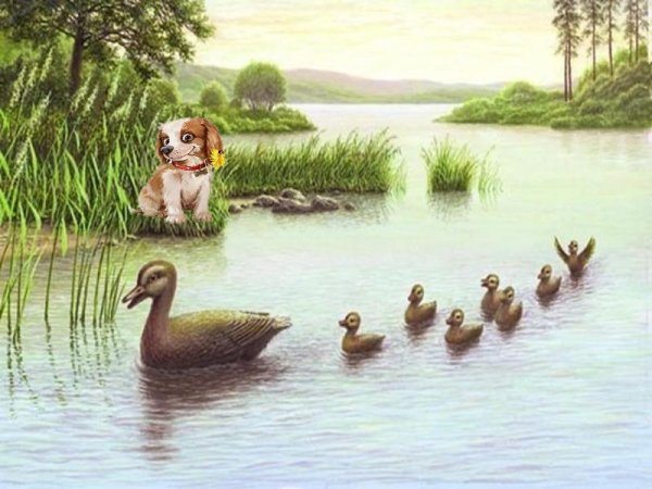 Утки в камышах живопись