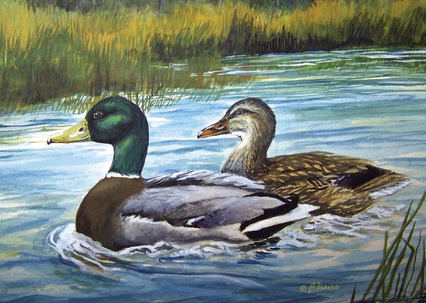 Акварелью утки в озере