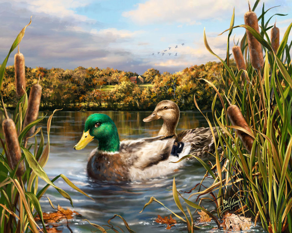 Утки в камышах