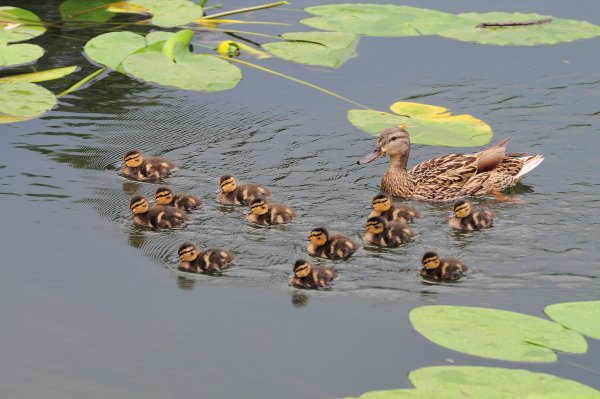 Обитатели пруда