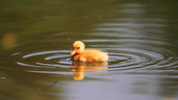 Маленькие утята