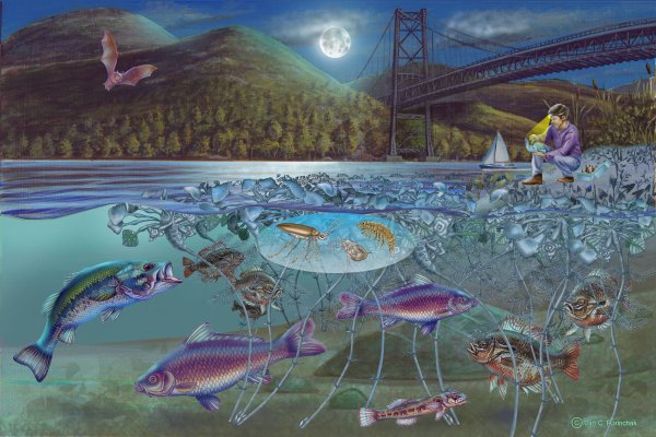 Водные экосистемы