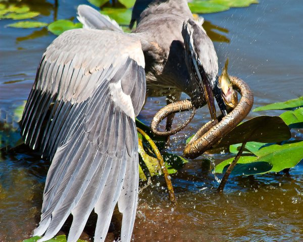 Обитатели болота