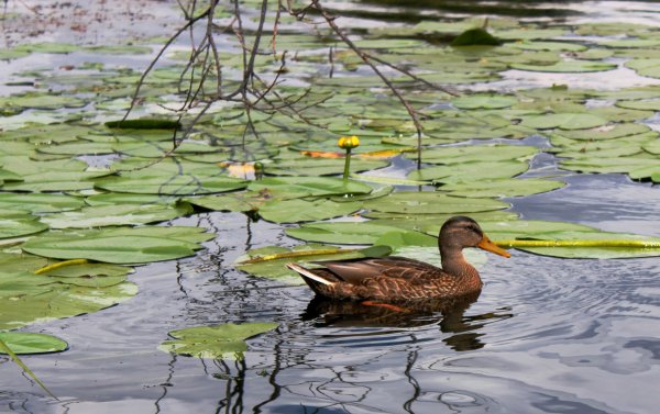 Пресные водоемы