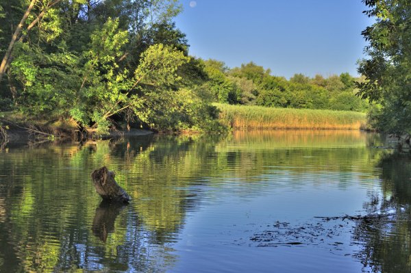 Животный мир реки