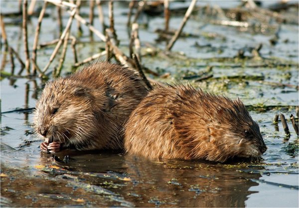 Астраханский заповедник ондатра