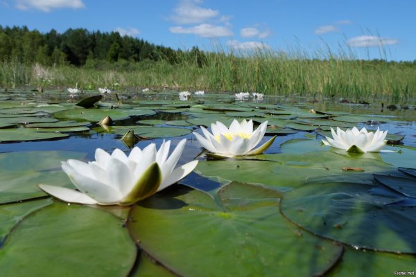 Река Обва Ильинский