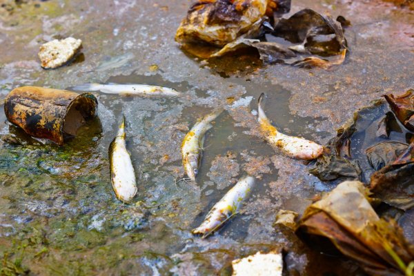 Органическое загрязнение воды