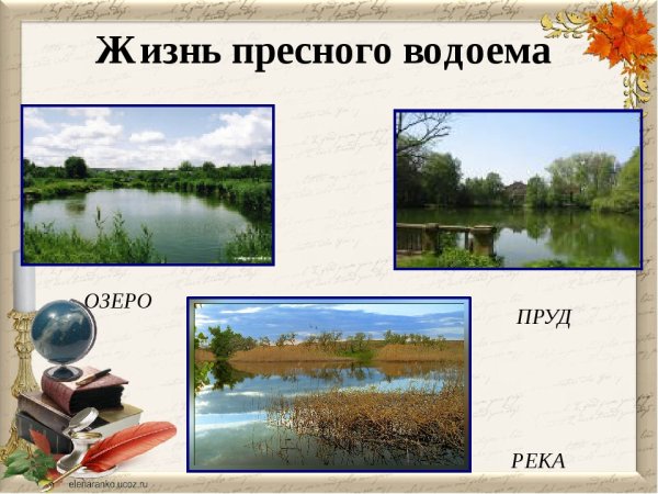 Пруд для презентации