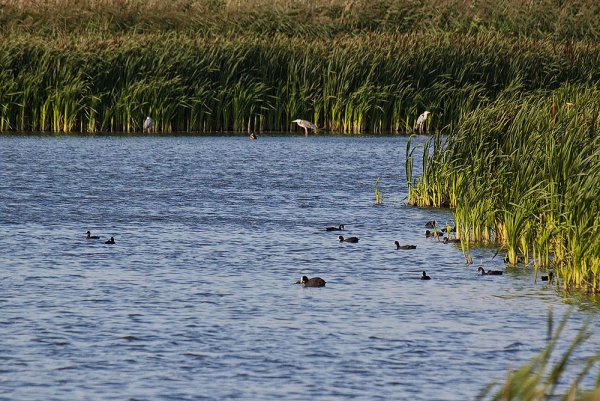 Лебяжье озеро Балаково