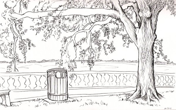 Раскраска парк с деревьями