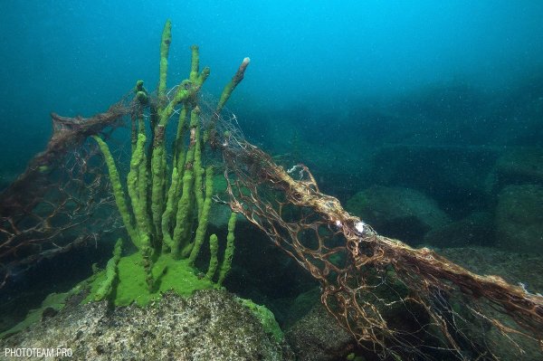 Водоросль спирогира на Байкале