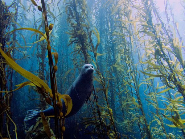 Подводный мир Саргассова моря