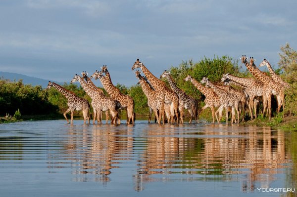 Сафари Селус Танзания
