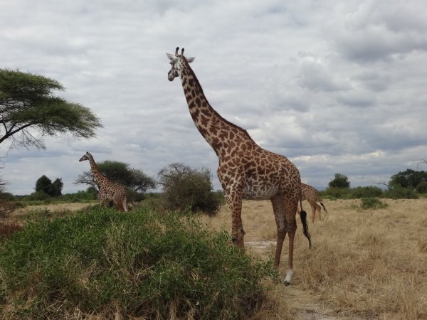 Национальный парк в Танзании Руаха животные